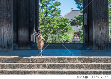 東大寺南大門と鹿 117317937