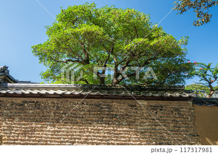 東大寺二月堂裏参道　土塀から出た樹木 117317981