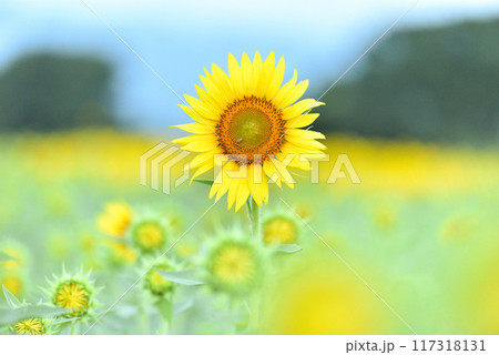 ヒマワリ　 117318131