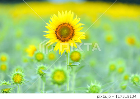 ヒマワリ ヒマワリ 117318134
