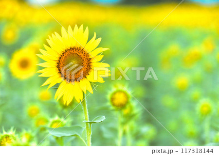 ヒマワリ　 117318144