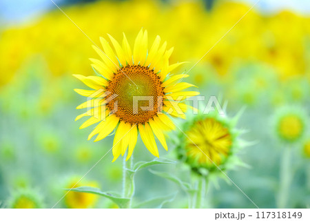 ヒマワリ　 117318149