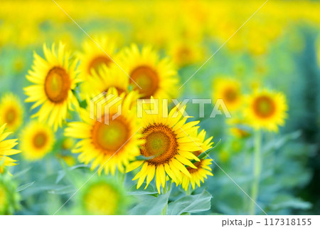 ヒマワリ ヒマワリ 117318155