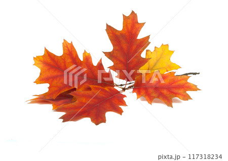 red orange autumn leaves isolated on the white background 117318234
