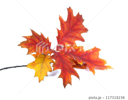 red orange autumn leaves isolated on the white background red orange autumn leaves isolated on the white background 117318236