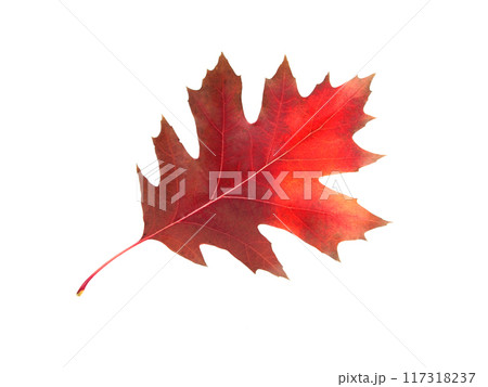 red orange autumn leaves isolated on the white background red orange autumn leaves isolated on the white background 117318237