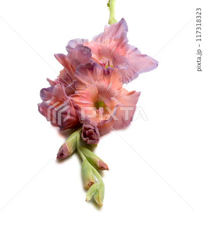beautiful bright purple gladiolus flower isolated on white beautiful bright purple gladiolus flower isolated on white 117318323