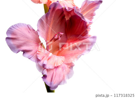 beautiful bright purple gladiolus flower isolated on white beautiful bright purple gladiolus flower isolated on white 117318325