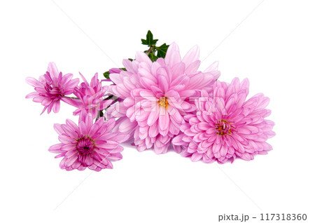 chrysanthemum pink flowers isolated on the white chrysanthemum pink flowers isolated on the white 117318360