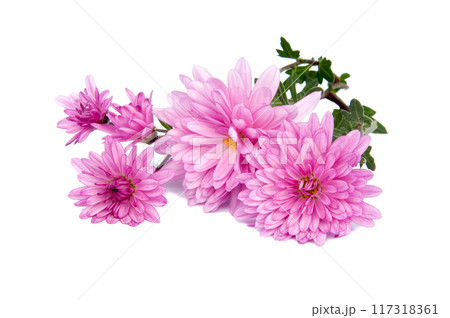 chrysanthemum pink flowers isolated on the white chrysanthemum pink flowers isolated on the white 117318361