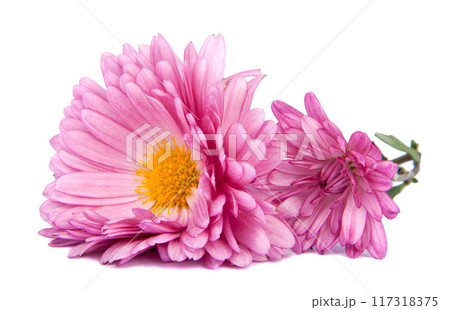 chrysanthemum pink flowers isolated on the white 117318375
