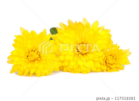 chrysanthemum yellow flowers isolated on the white chrysanthemum yellow flowers isolated on the white 117318381