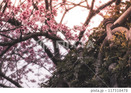 桜 さくら サクラ 117318478