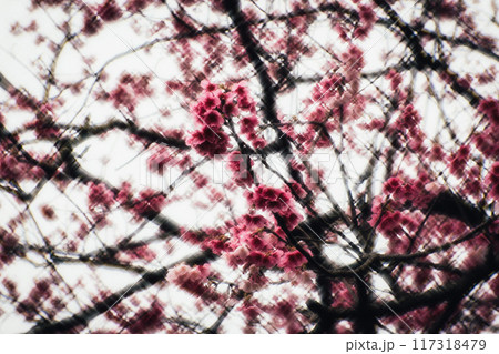 桜 さくら サクラ 117318479