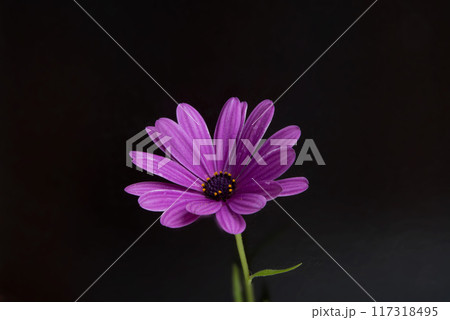 beautiful orange osteospermum or african daisy flower isolated on black beautiful orange osteospermum or african daisy flower isolated on black 117318495