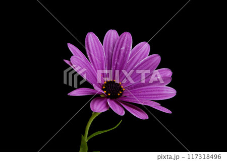 beautiful orange osteospermum or african daisy flower isolated on black beautiful orange osteospermum or african daisy flower isolated on black 117318496