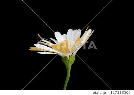 beautiful osteospermum or african daisy flower isolated on black beautiful osteospermum or african daisy flower isolated on black 117318503