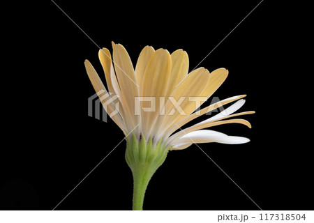beautiful osteospermum or african daisy flower isolated on black beautiful osteospermum or african daisy flower isolated on black 117318504