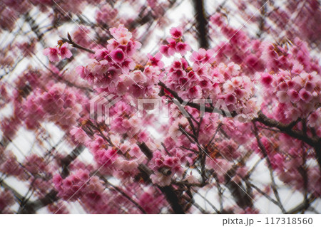 桜 さくら サクラ 117318560