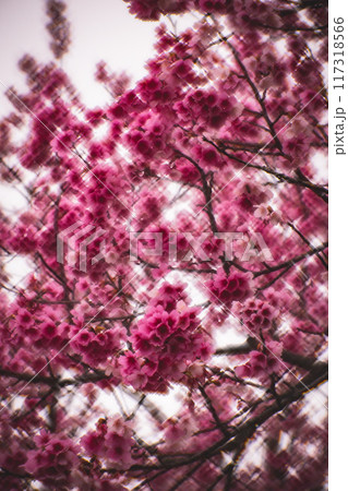 桜 さくら サクラ 117318566