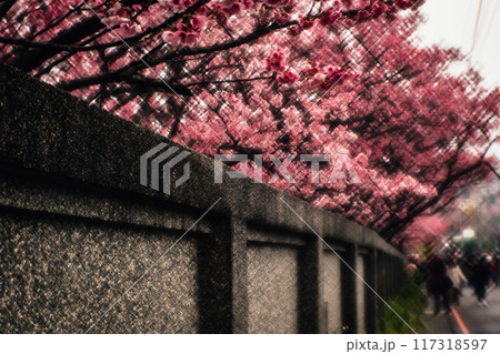 桜 さくら サクラ 117318597