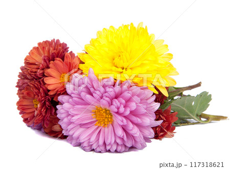 chrysanthemum bright beautiful flowers isolated on the white 117318621