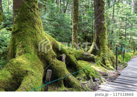 コケ類に覆われた原生林のトレッキングコース【八千穂高原・苔の森】長野県 117318668