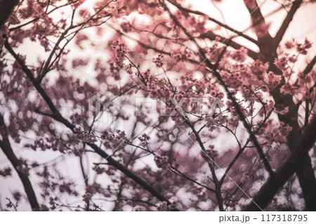 桜 さくら サクラ 117318795