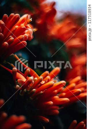 花 フラワー お花 117318934