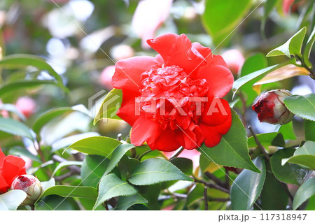 八重咲きの真っ赤なツバキ 南蛮紅(ナンバンコウ) 八重咲きの真っ赤なツバキ 南蛮紅(ナンバンコウ) 117318947