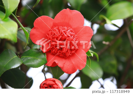 八重咲きの真っ赤なツバキ　南蛮紅（ナンバンコウ）　 117318949