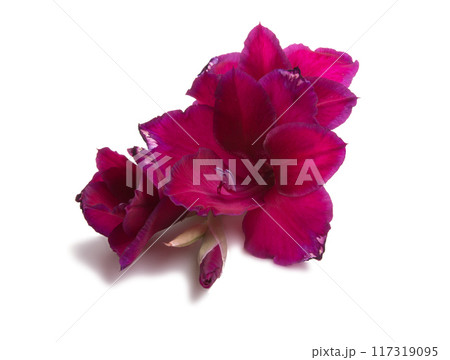beautiful bright gladiolus flower isolated on white beautiful bright gladiolus flower isolated on white 117319095
