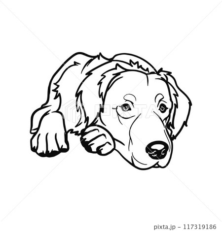 Golden Retriever - Lying dog vector stock isolated illustration on white background. 117319186