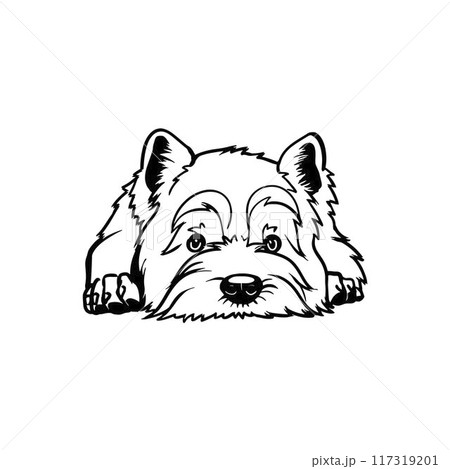 West Highland White Terrier - Lying dog vector stock isolated illustration on white background. 117319201