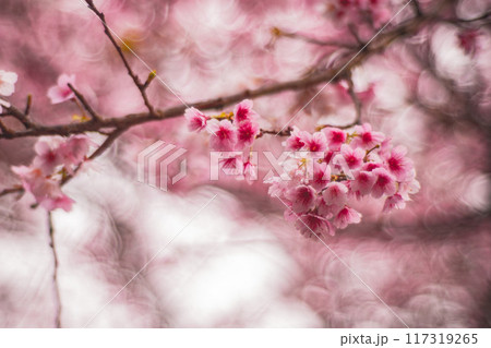 桜 さくら サクラ 117319265