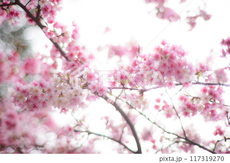 桜 さくら サクラ 117319270