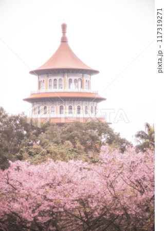 桜 さくら サクラ 117319271