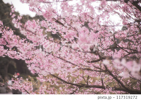 桜 さくら サクラ 117319272