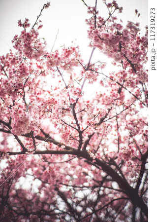 桜 さくら サクラ 117319273