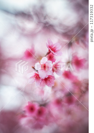 桜 さくら サクラ 117319332