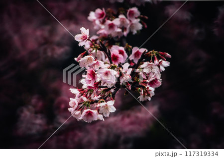 桜 さくら サクラ 117319334