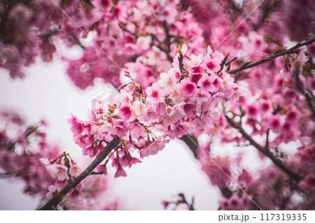 桜 さくら サクラ 117319335