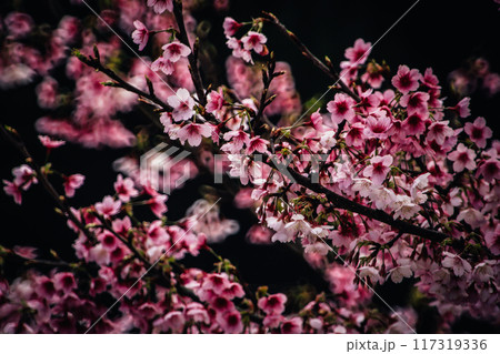 桜 さくら サクラ 117319336