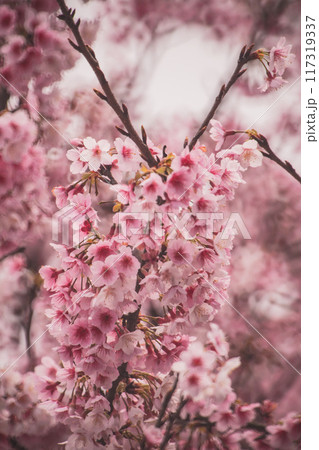 桜 さくら サクラ 117319337