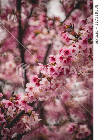 桜 さくら サクラ 117319338