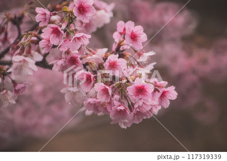 桜 さくら サクラ 117319339
