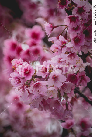 桜 さくら サクラ 117319340