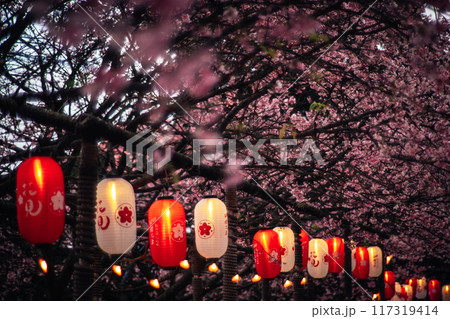 桜 さくら サクラ 117319414