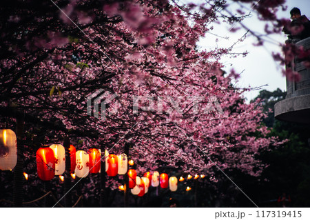 桜 さくら サクラ 117319415