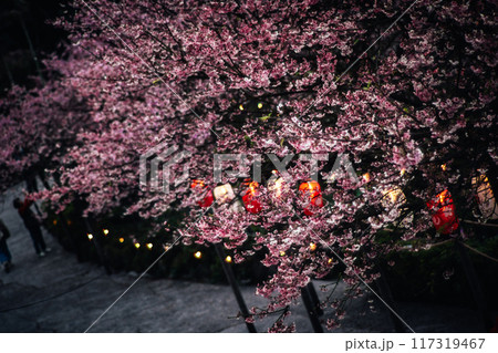 桜 さくら サクラ 117319467
